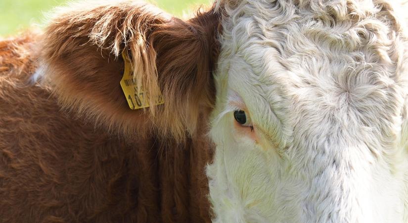 Rettenetes harc folyik a járvány ellen az USA déli határán