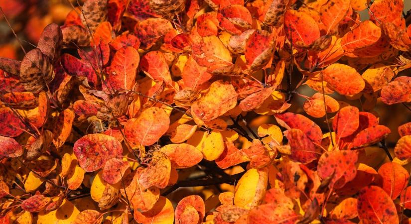 Mutatjuk, milyen csodálatosan szép az ősz Kádárta határában ( galéria)