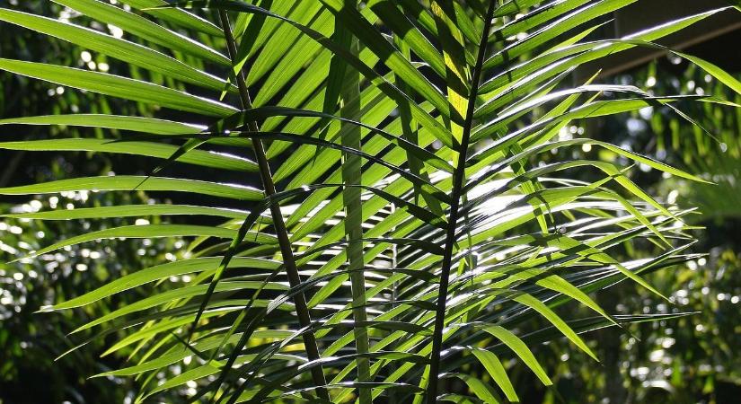 A 4 legjobb beltéri pálma, ha trópusi hangulatot szeretnénk otthonra