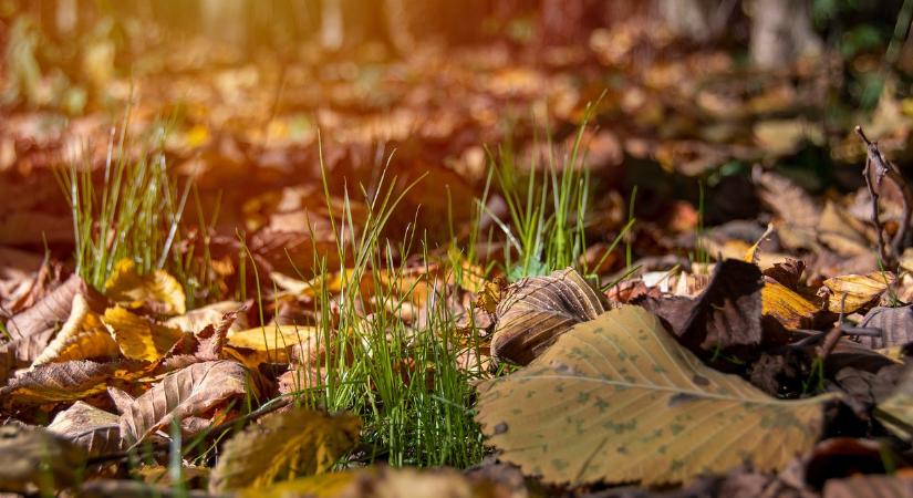Ezért ne tüntesse el a virágágyásokból a faleveleket ősszel