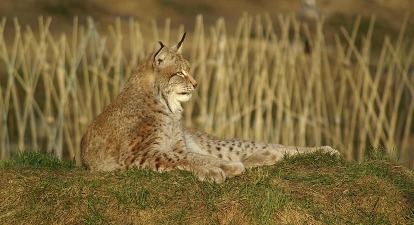 Nagy árat fizethetnek az angol gazdák az ökológiai egyensúlyért