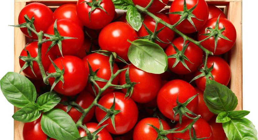 Megduplázódott a paradicsom ára Lengyelországban, török import árasztja el a piacot