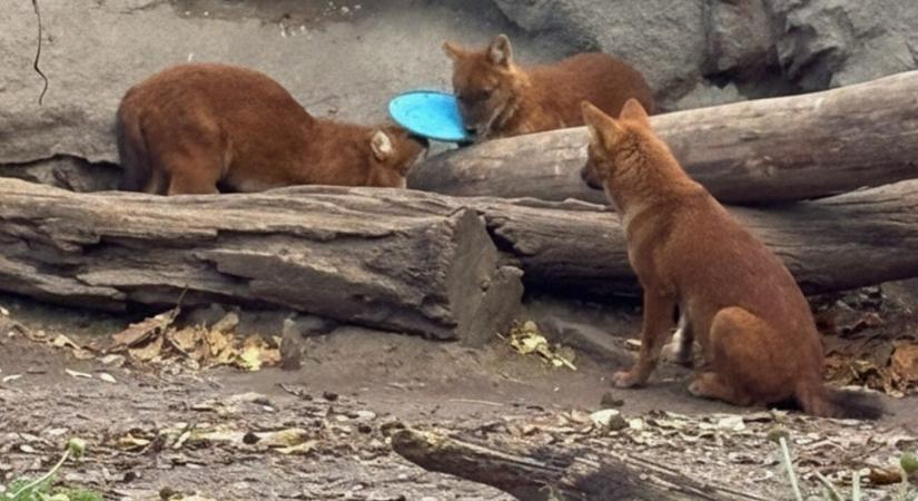 Frizbit dobott valaki az ázsiai vadkutyák ketrecébe, állatkínzás miatt tesz feljelentést a Fővárosi Állatkert