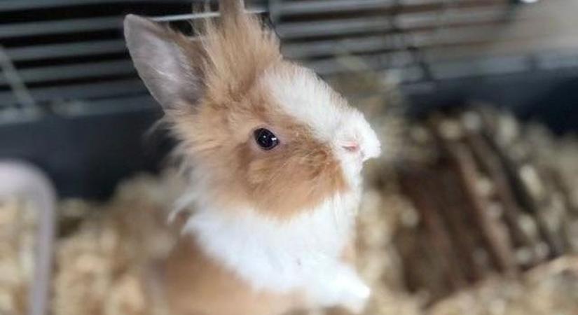 Baleset miatt maradt magára a csöpp nyuszi, a mentők gondoskodtak róla