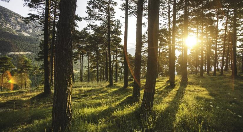 Az erdő fehér szelleme: példátlan fotó készült a ritka állatról