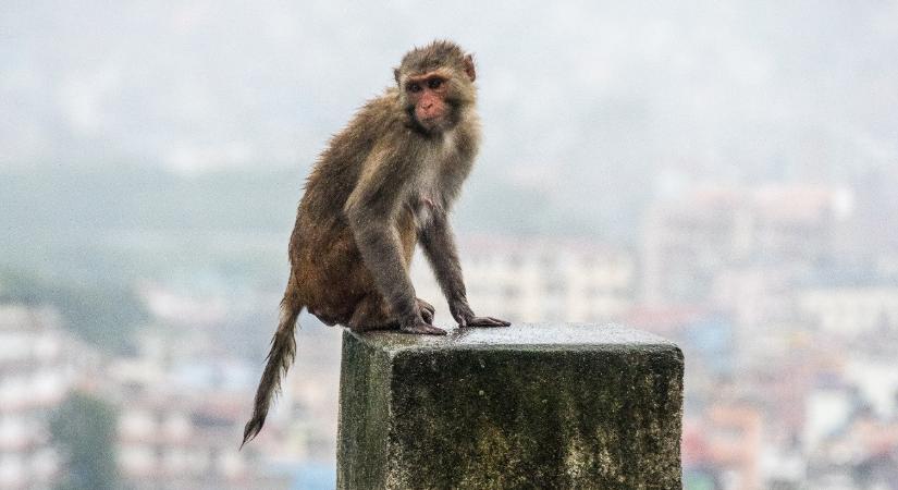 Fegyvert ragadott az ijedt anyuka, és hezitálás nélkül lelőtte a laboratóriumi majmot