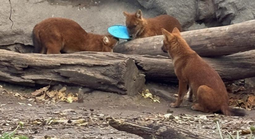 Frizbit dobott a vadkutyák ketrecébe egy látogató a Fővárosi Állatkertben, a műanyag darabok akár halálosak is lehetnek számukra