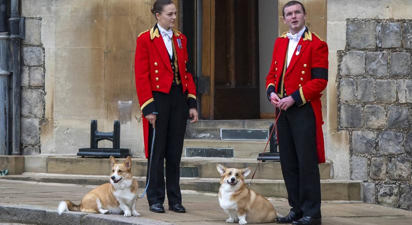 Meglepő, ki gondozza most II. Erzsébet királynői imádott corgijait