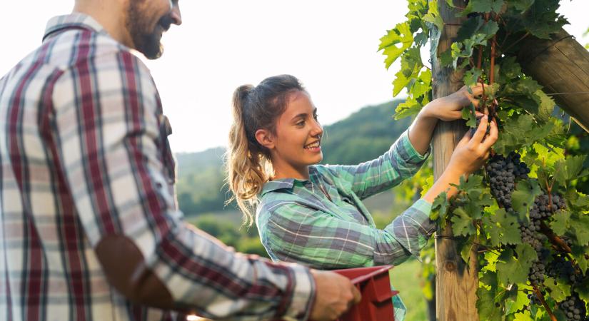 Agrárminisztérium: tovább csökkennek a szőlő- és bortermelők adminisztrációs terhei