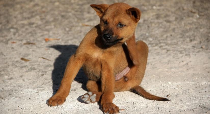 Bolhák inváziója – így védd meg kedvenceidet és otthonodat ősszel