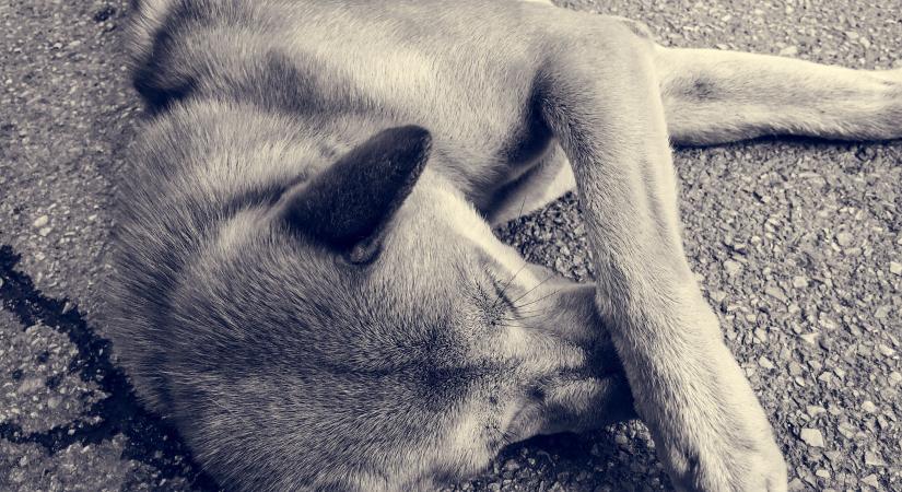 A borsodi férfi lelőtte a csirkéket pusztító ebet