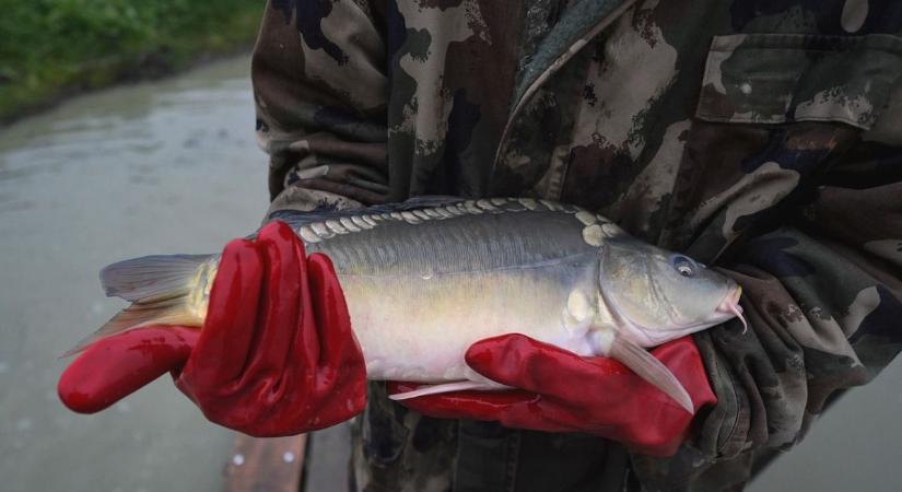 Idén sem maradunk hal nélkül, sőt az ára is annyi mint tavaly