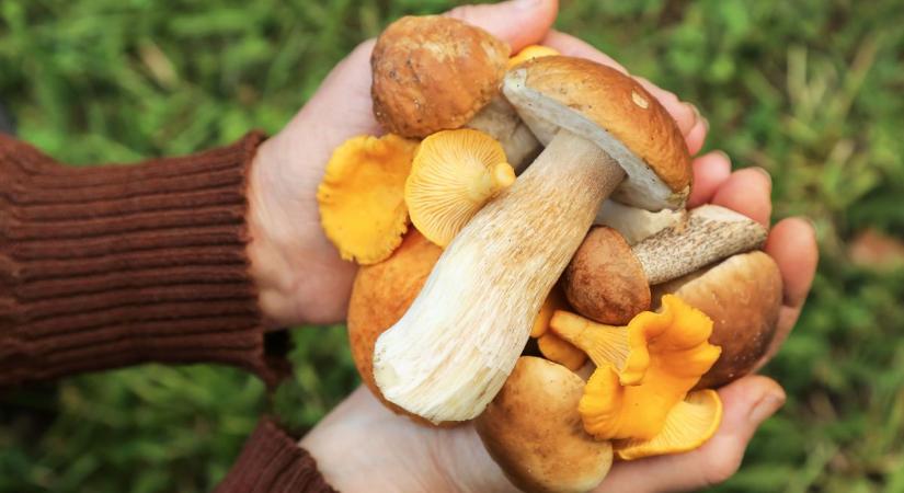 Ha te felismered őket, akkor ott a helyed a versenyen!