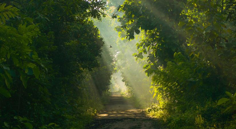 Fontos program indult itthon: ez lehet a megoldás a súlyos gondra