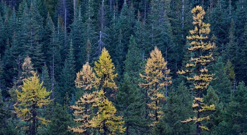 Nagyszabású mentőakció indult egy 51 éves vadász után, pénteken tűnt el az erdőben