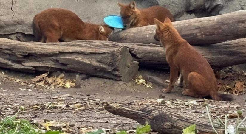 Feljelentést tesz a Fővárosi Állatkert, miután frizbit dobtak be az ázsiai vadkutyákhoz