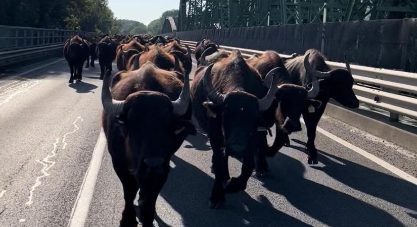 Bivalyvonulás miatt ideiglenes hídlezárás lesz Tiszaug és Lakitelek között