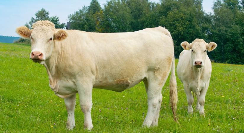 Nem múlt el a veszély: még mindig nagy a félelem a szörnyű vírus miatt