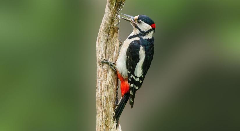 Nem csak a fákban kopácsolnak: a harkályok Szegeden házaknak esnek neki