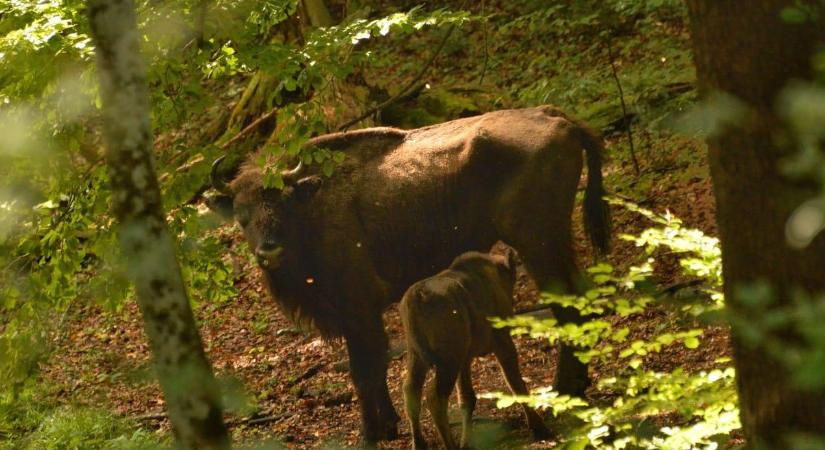 Bölények a Kárpátokban, visszatértek az „ökoszisztéma-mérnökök”