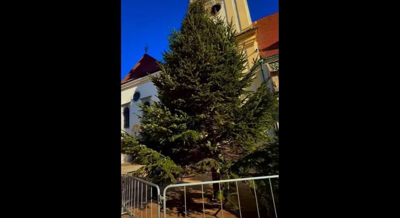 Kedden felállították a főváros karácsonyfáját a pozsonyi Fő téren