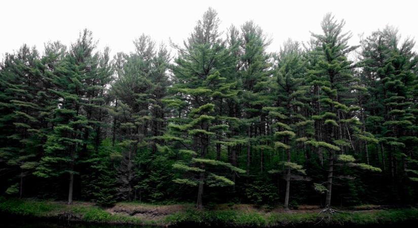 Már ebben a térségben is megjelent a pusztító féreg: nagy a baj