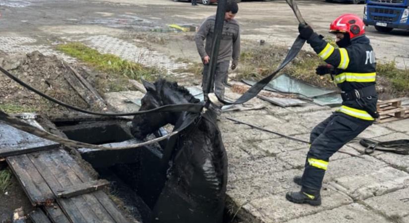 Csatornába esett lovat és fán rekedt macskát mentettek a Hargita megyei tűzoltók