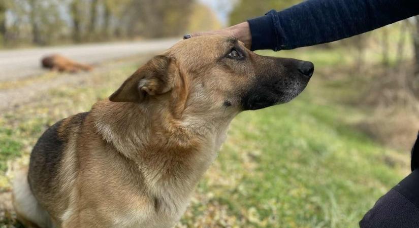 Az út szélén haldokló társa mellett nézte a távozó autót a gyászoló németjuhász