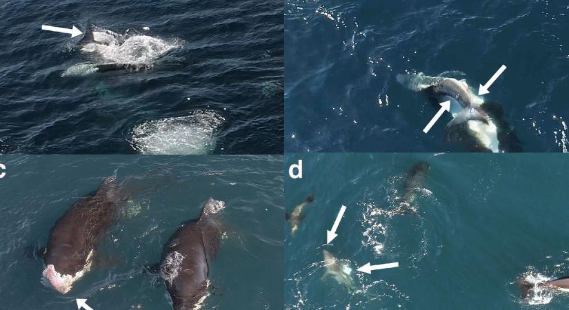 Először videózták le, ahogy a gyilkos bálnák egy fehér cápát terrorizálnak