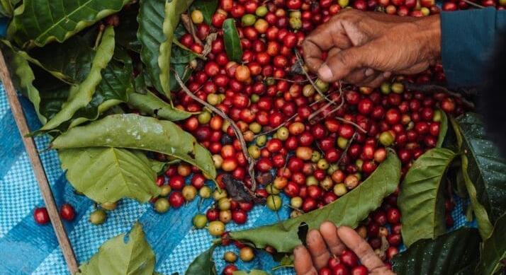 Starbucks: hatalmas váltás Kínában, új kézbe kerül az irányítás