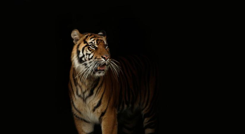 Sosem látott állat jelent meg a Földön, itt a fekete tigris, amelynek a látványától is lever a víz