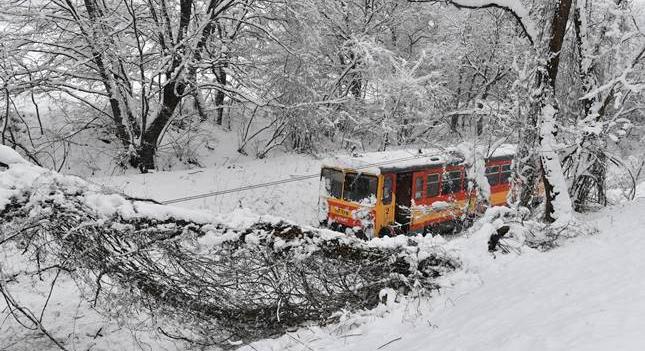 Fák dőltek ki a hó súlya miatt Borsodban – KÉPEK