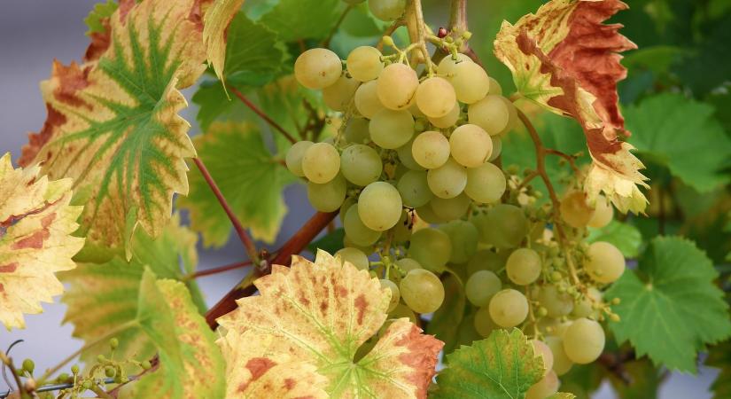 Agrárminisztérium: nem áll meg a szőlő aranyszínű sárgaság elleni védekezés