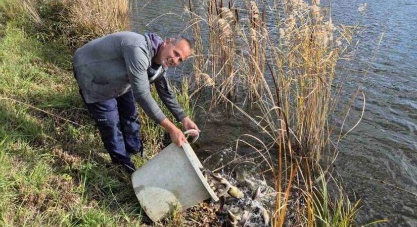 Folytatódnak az őszi haltelepítések