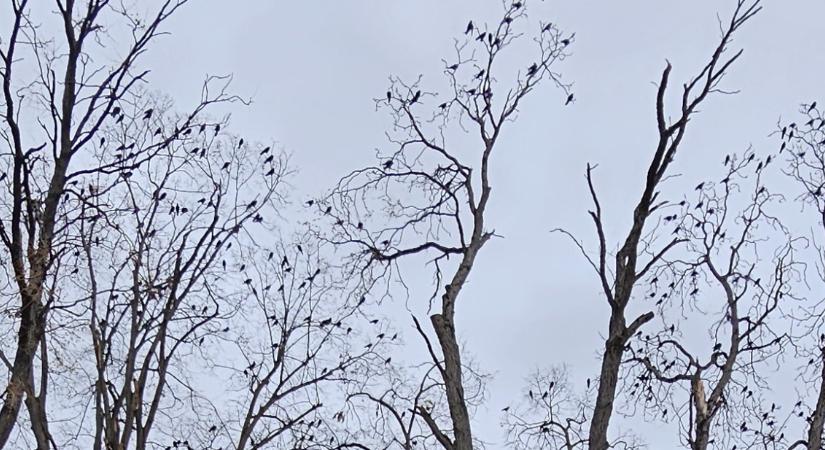 Visszatértek a varjak Debrecenbe, ez pedig csak egy dolgot jelenthet…