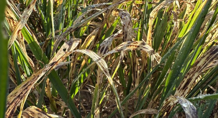 Hogyan védekezhetünk az őszi árpa egyik legveszélyesebb kórokozója ellen?