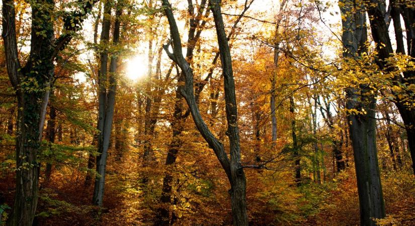 Kellemes őszi időnk lesz