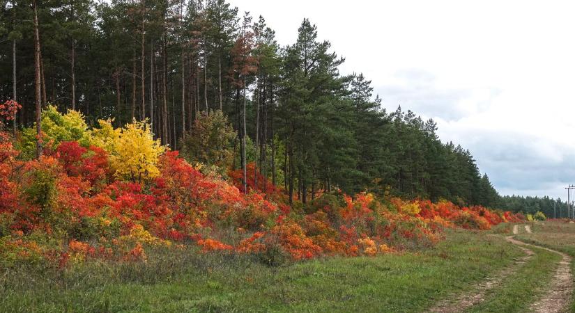 A reggeli köd után átveszi a főszerepet a napsütés