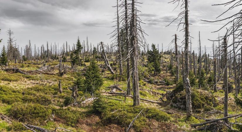 Erdőirtásmentes termékek: minden, amit az EUDR-ről tudni érdemes