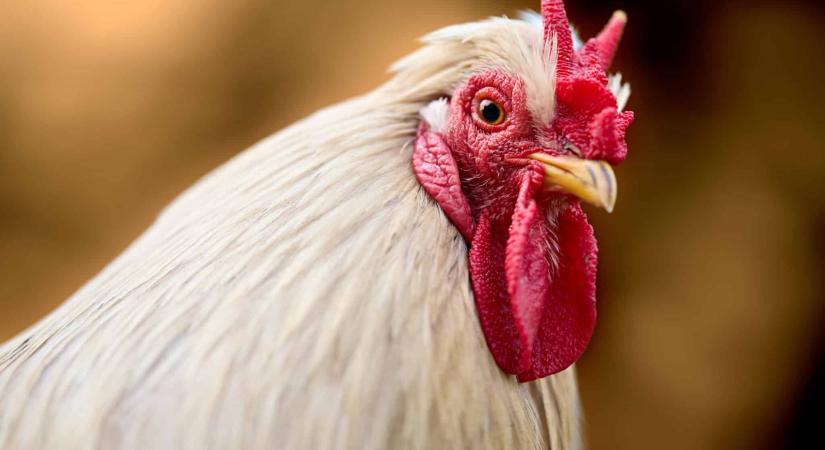 Oscar-jelölést kapott a békéscsabai bántalmazott kakas, Sanyi