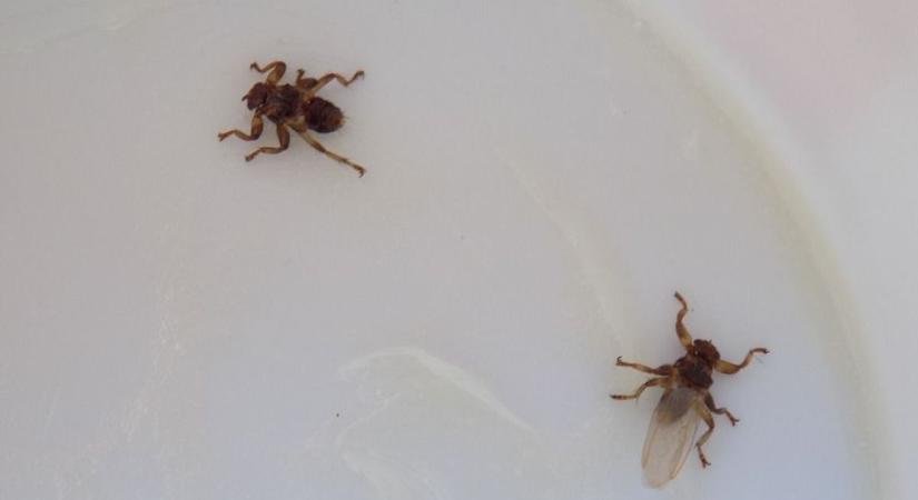 Új rettegett rovarfaj jelent meg hazánkban – rátámad az emberekre, hasztalan ellenük a riasztó