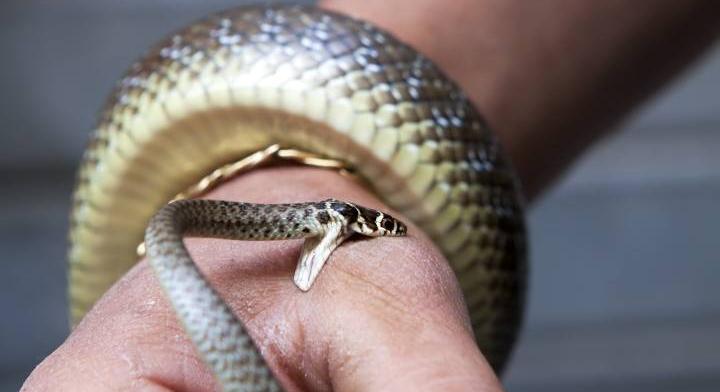 A kígyók jelenthetik a választ a magyarok egyik népbetségére: a testükben lehet az ellenszer
