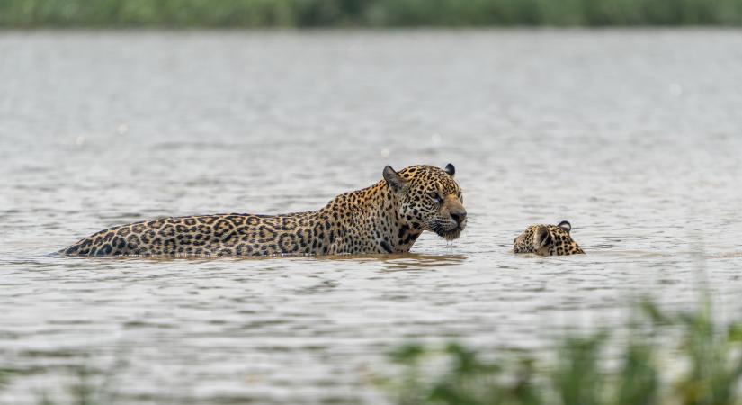 Így úszik egy jaguár testközelből (videó)