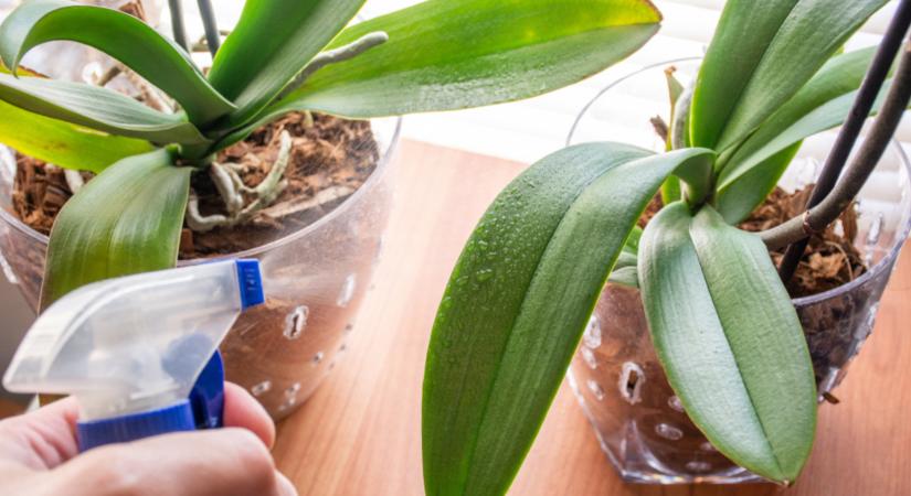 Adj az orchideának teát! Elképesztő lesz a látvány!