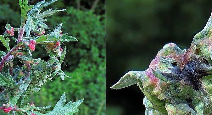 A gubacsokról, 12. rész – A gubacsok belső szerkezete – levélgubacsok: a redőgubacsok