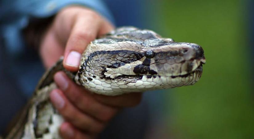 "Lusta" importtal indulhatnak a jövőben sokkal gyorsabban a Python programok