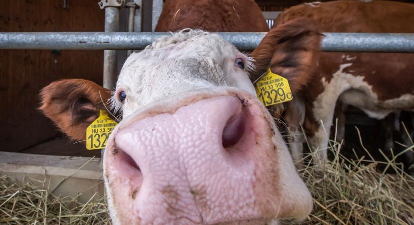 Emelik a száj- és körömfájás sújtotta gazdaságok bértámogatását