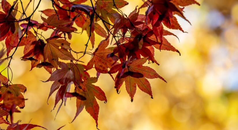 Még november elején is képes 17C-ig kúszni a levegő maximum hőmérséklete szerdán