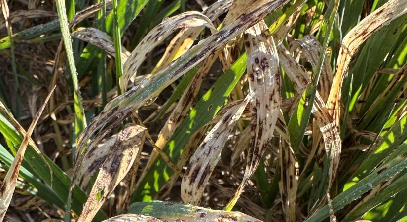 Hogyan lehet védekezni az őszi árpa egyik legveszélyesebb kórokozója ellen?