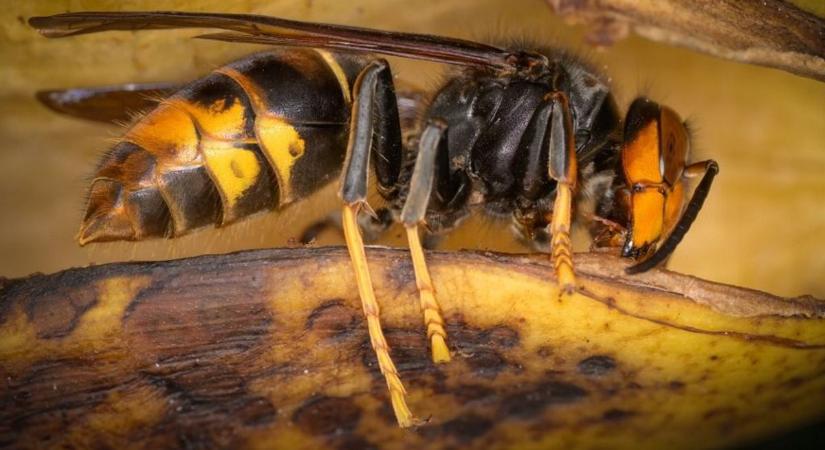 Ázsiai lódarazsak végeztek egy apával és fiával